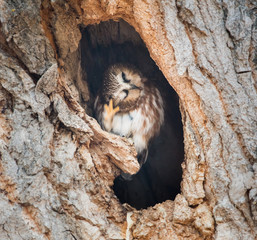 Saw whet owl in the wild