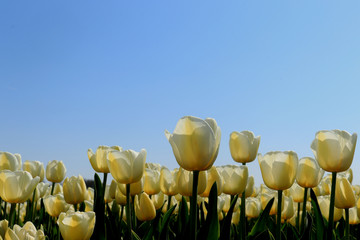 Obraz premium Tulips in a field