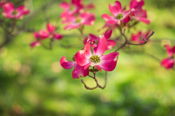 Pink dogwood flowers blooming in the Spring
