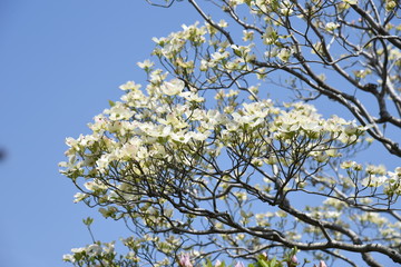 Flowering dogwood (Cornus florida)