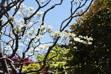 Obraz premium Flowering dogwood (Cornus florida)