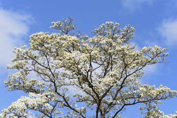 Flowering dogwood (Cornus florida)