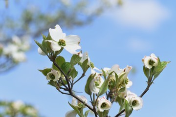 Flowering dogwood (Cornus florida)
