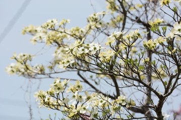 Flowering dogwood (Cornus florida)