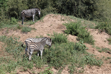 Steppenzebra / Burchell's zebra / Equus burchellii