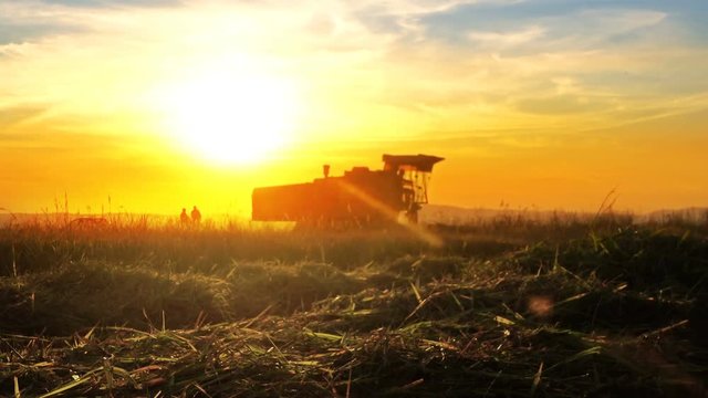 Blured view of Harvester working in the field with focus on harvested straw
