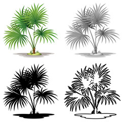 Set of palm tree plant