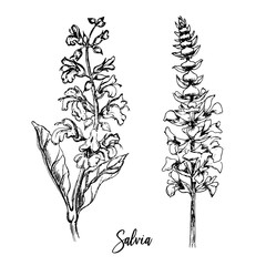 Hand-drawn two sprigs of flowering salvia.