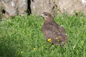 bird of prey