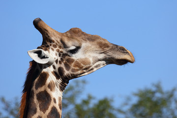 Fototapeta premium Giraffe / Giraffe / Giraffa Camelopardalis