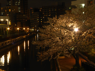 川べりに咲く夜桜を一人で見物