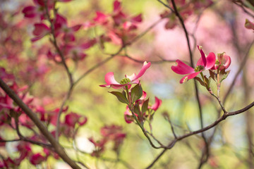 Pink dogwood flowers blooming in the Spring