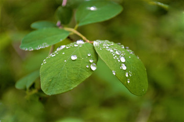 clear water drops on green leaf