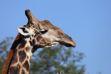 Fototapeta premium Giraffe / Giraffe / Giraffa Camelopardalis