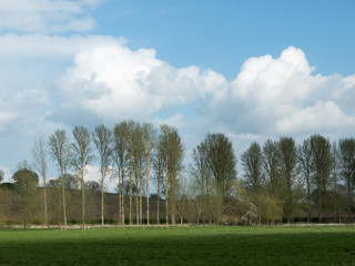 Obraz premium Line of trees nature with background of cloud scenery