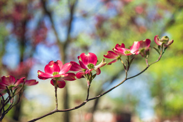 Pink dogwood flowers blooming in the Spring