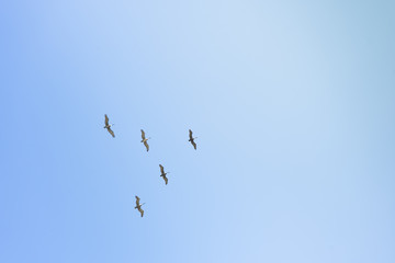 Group of pelicans flying