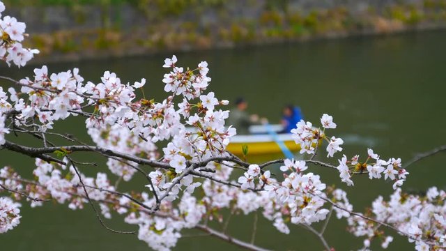 Cherry blossom festival at Chidorigafuchi Park. Chidorigafuchi Park is one of the best place to enjoy it