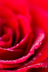 Macro view of red rose with dew drops on petals and dreamy selective focus