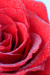 Macro view of red rose with dew drops on petals