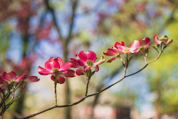 Pink dogwood flowers blooming in the Spring