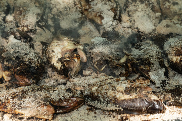 Grilling Salt Crusted Tilapia