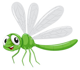 Green dragon fly white background