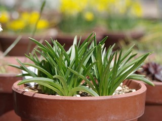 鉢植えのシラー