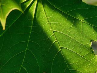 Close up of a maple leaf