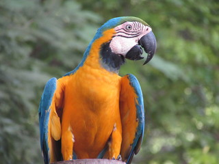 Arara em fazenda do pantanal de MS Brasil