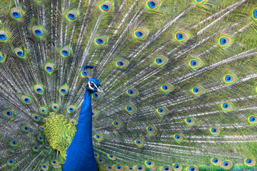 peacock