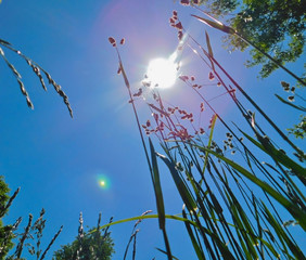 In a grassy meadow looking up at the sunny sky