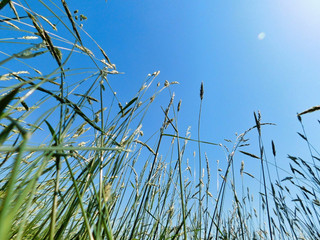 Laying in a grassy field looking up at the claer blue sky