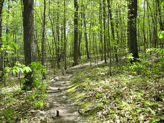 Appalachian Trail in the springtime