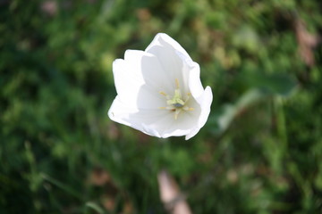 white tulip