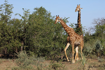 Giraffe / Giraffe / Giraffa Camelopardalis