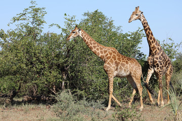 Giraffe / Giraffe / Giraffa Camelopardalis