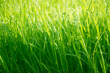Green grass in eye level view for background or graphic design.