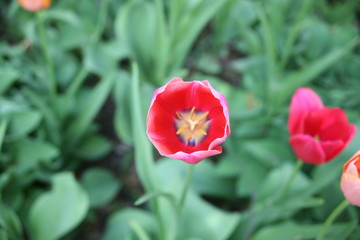 Obraz na płótnie Canvas tulip in garden