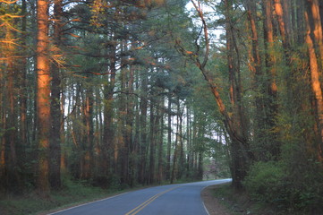 Obraz premium road in forest
