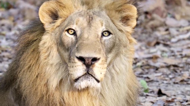 male lion face close up