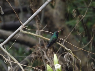 Colibrí