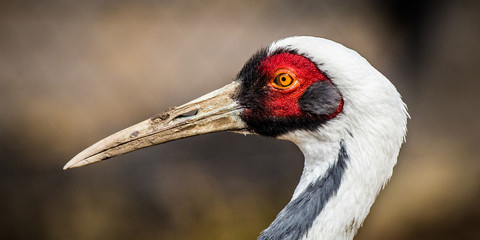 white-naped crane