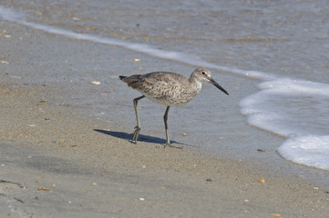 Willet 8