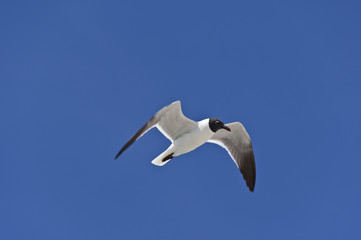 Laughing Gull Flight