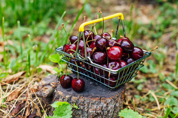 Mini shopping basket full of fresh red ripe cherries on green background