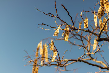 a bare tree with brown autumn leaves on it with clean sky