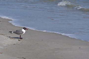 laughing gull