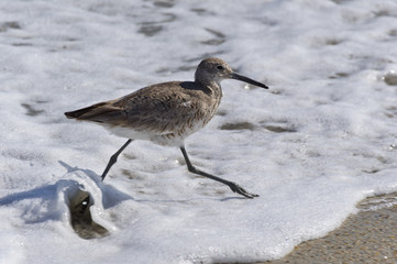 Willet 5