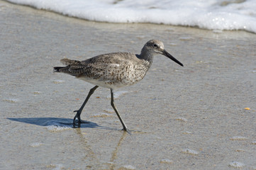 Willet 3